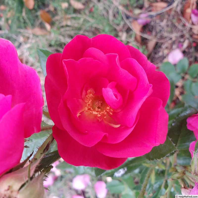 'Shining Moment' rose, click to enlarge 'Shining Moment' rose photo