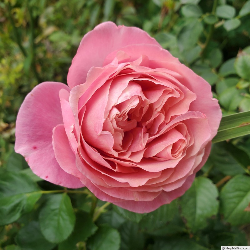 'All Dressed Up ™' rose, click to enlarge 'All Dressed Up ™' rose photo