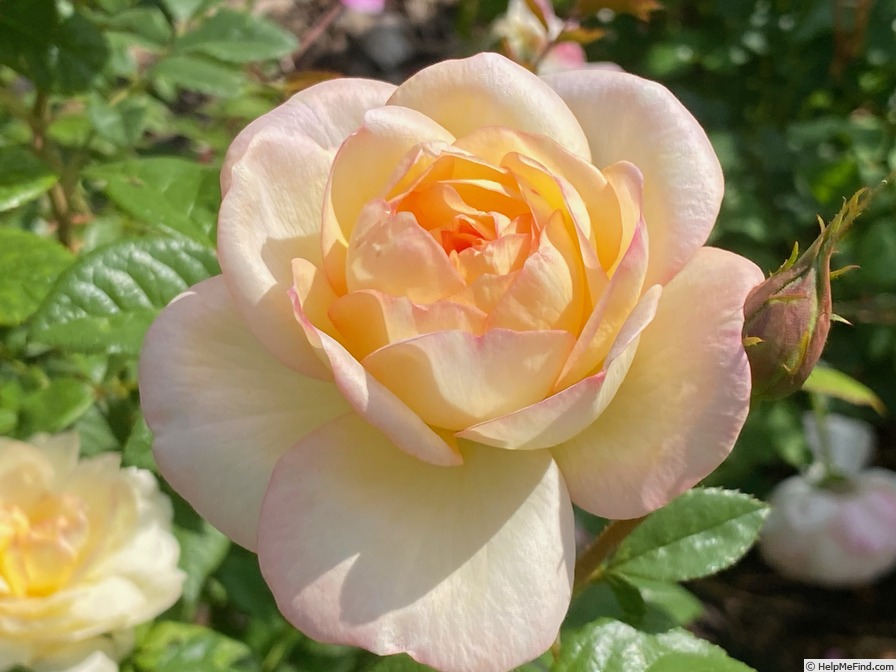 'Serene Love' rose, click to enlarge 'Serene Love' rose photo