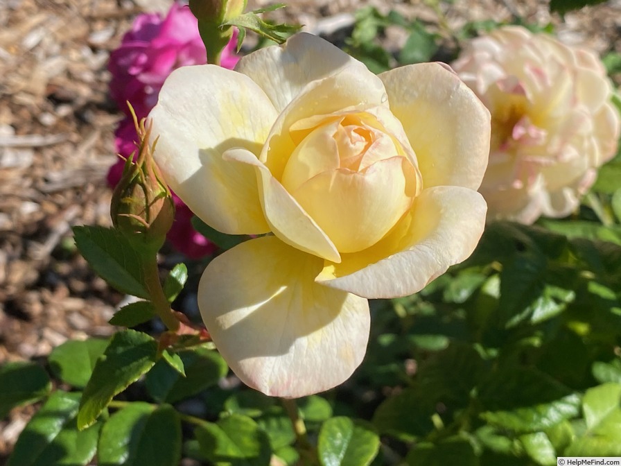 'Serene Love' rose photo