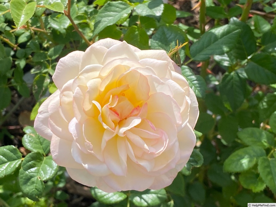 'Serene Love' rose, click to enlarge 'Serene Love' rose photo
