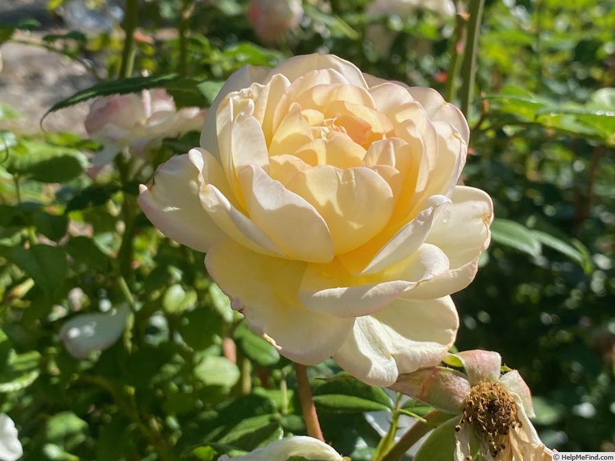'Serene Love' rose, click to enlarge 'Serene Love' rose photo