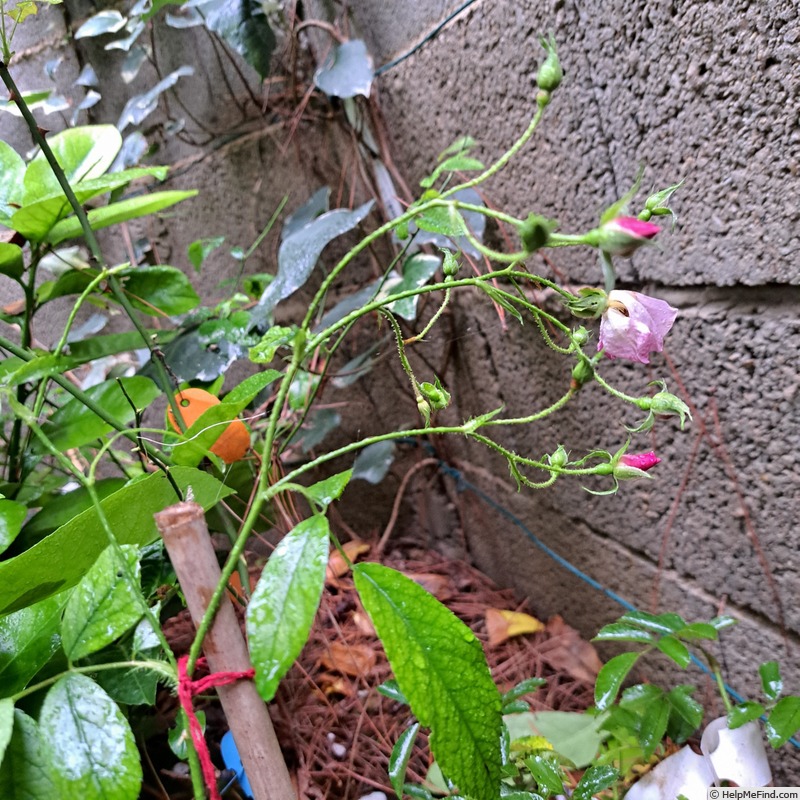 'Tapis Volant ®' rose, click to enlarge 'Tapis Volant ®' rose photo