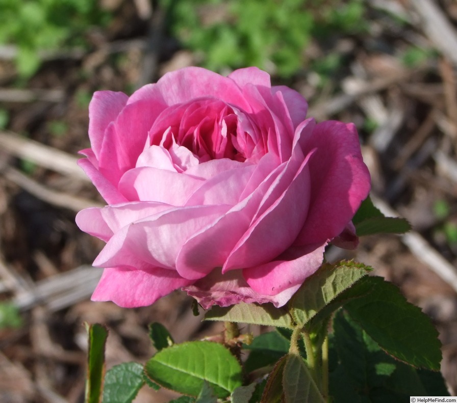'Claudio Monteverdi' rose, click to enlarge 'Claudio Monteverdi' rose photo