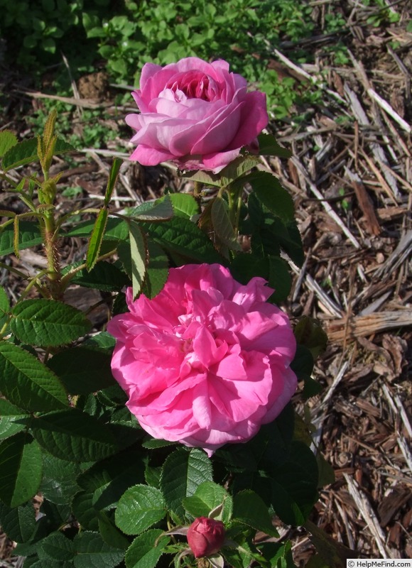 'Claudio Monteverdi' rose, click to enlarge 'Claudio Monteverdi' rose photo