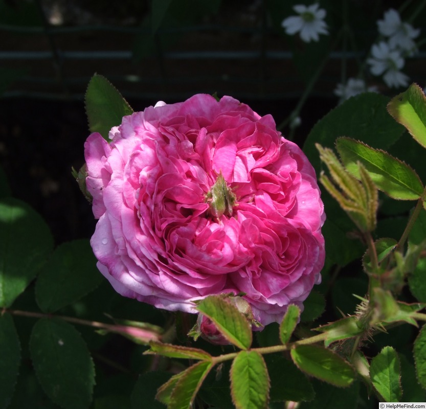 'Clément Janequin' rose, click to enlarge 'Clément Janequin' rose photo