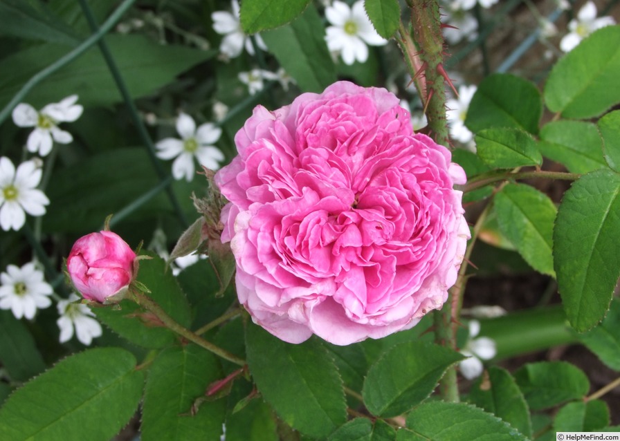 'Clément Janequin' rose, click to enlarge 'Clément Janequin' rose photo