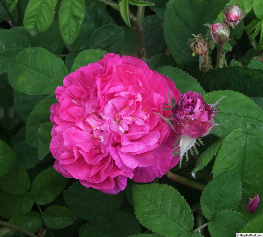 'Charles Gounod' rose, click to enlarge 'Charles Gounod' rose photo