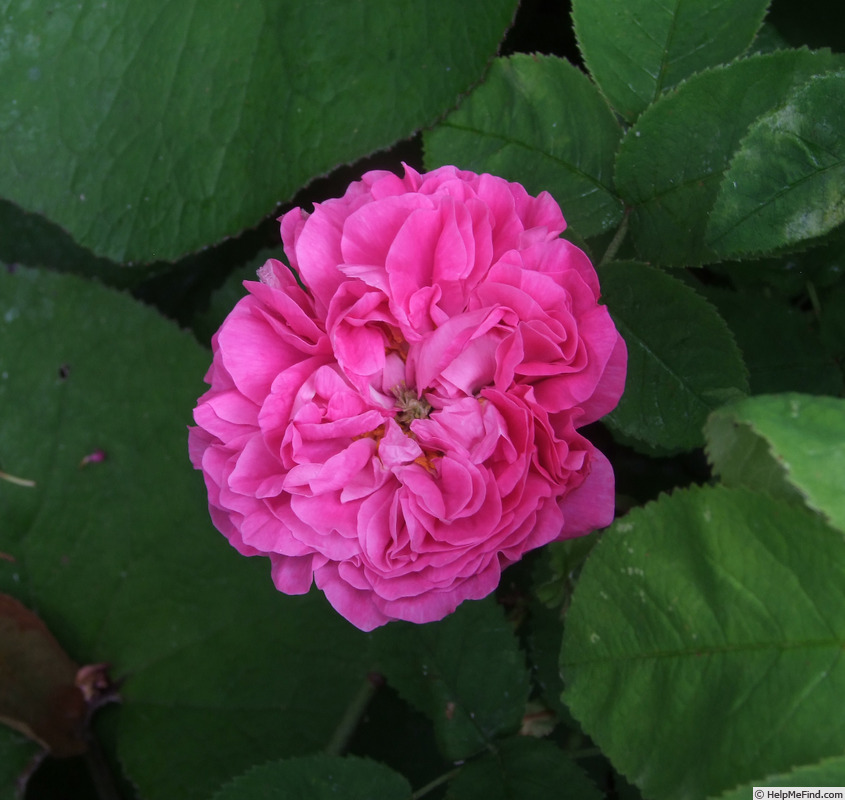 'Charles Gounod' rose, click to enlarge 'Charles Gounod' rose photo