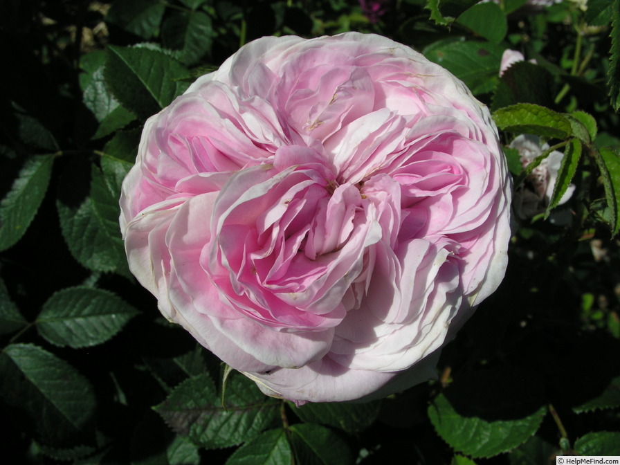 'Christiane Fantola' rose, click to enlarge 'Christiane Fantola' rose photo