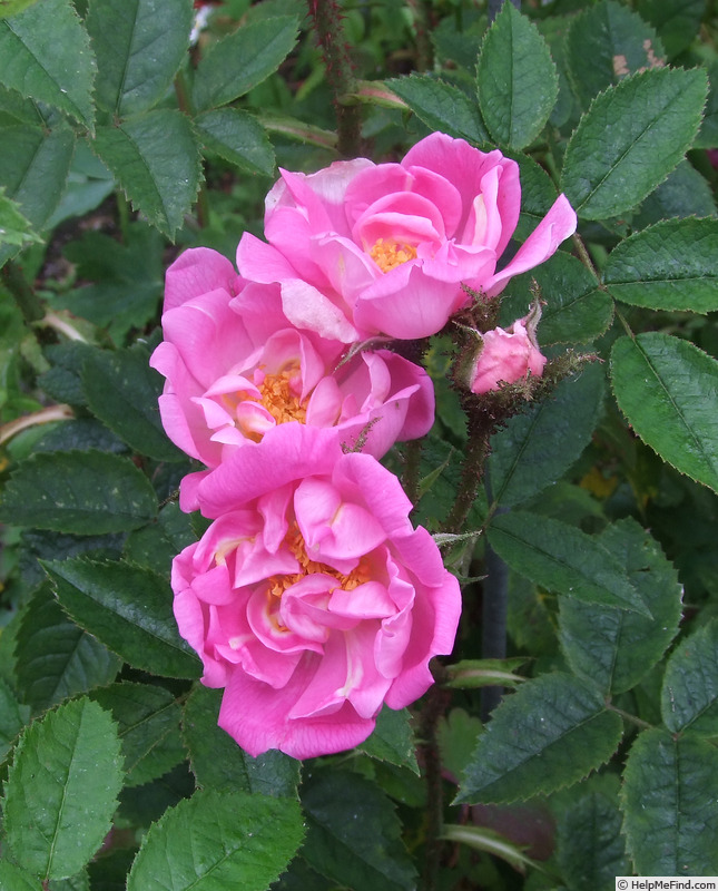 'Dis moi beau printemps' rose photo