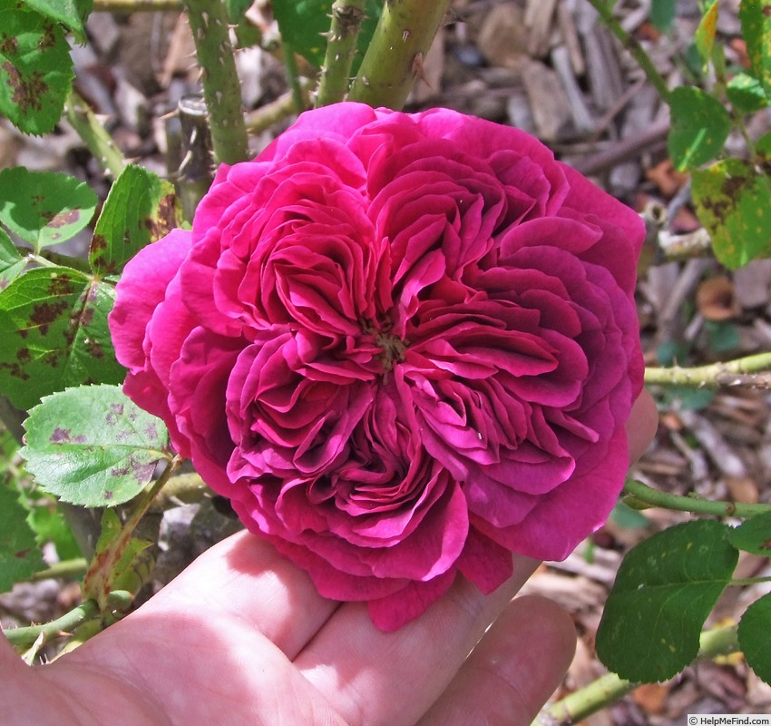 'Emma la Rouge' rose photo
