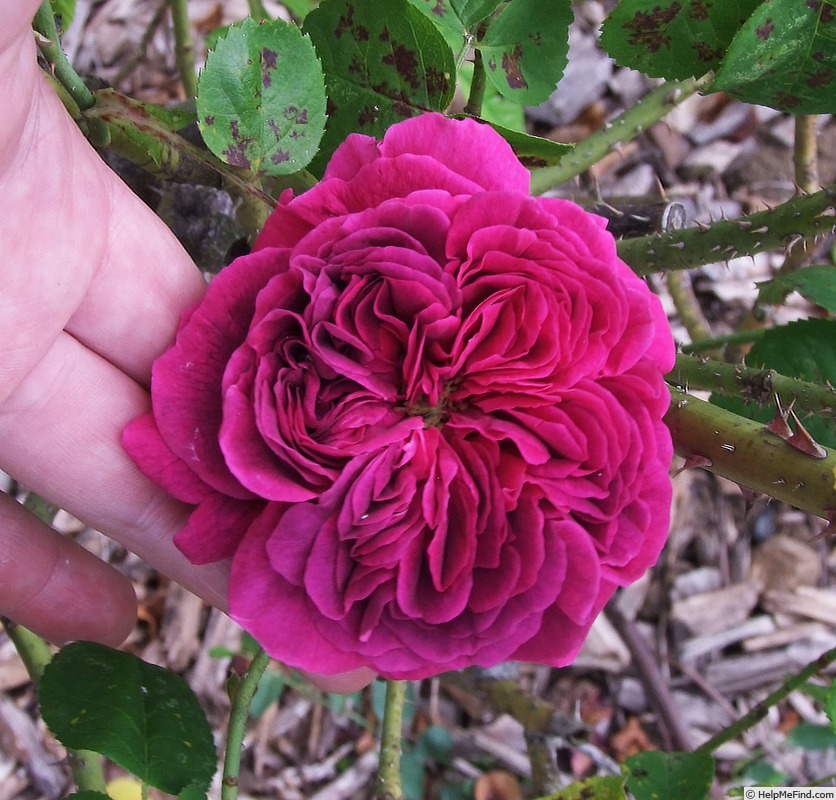 'Emma la Rouge' rose, click to enlarge 'Emma la Rouge' rose photo