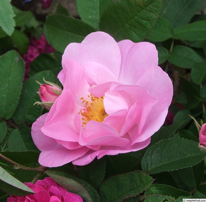 'Gabriel Fauré' rose photo