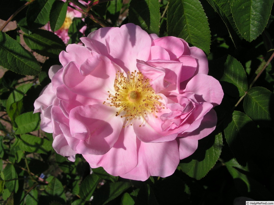 'Gabriel Fauré' rose, click to enlarge 'Gabriel Fauré' rose photo