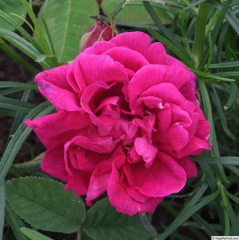 'Georges Bizet' rose photo