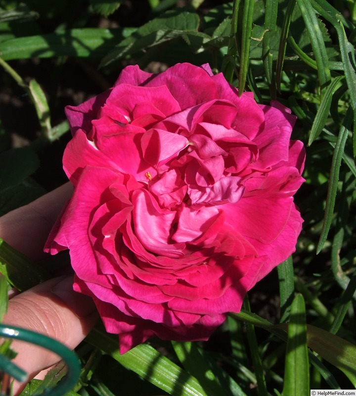'Georges Bizet' rose, click to enlarge 'Georges Bizet' rose photo