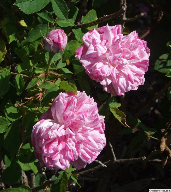 'Gilberte Dessac de Montmartre' rose, click to enlarge 'Gilberte Dessac de Montmartre' rose photo