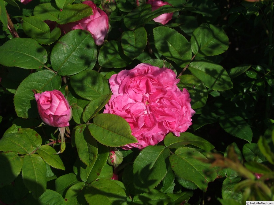 'Gisèle Chevreul' rose, click to enlarge 'Gisèle Chevreul' rose photo