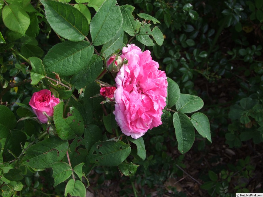 'Gisèle Chevreul' rose, click to enlarge 'Gisèle Chevreul' rose photo