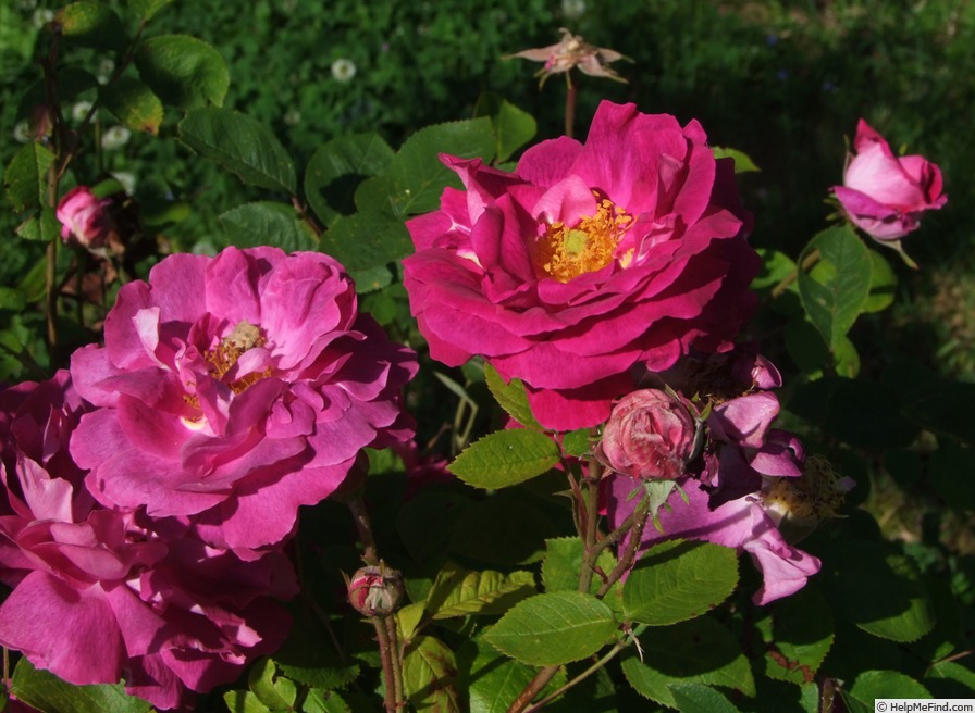 'Gui d'Arezzo' rose, click to enlarge 'Gui d'Arezzo' rose photo