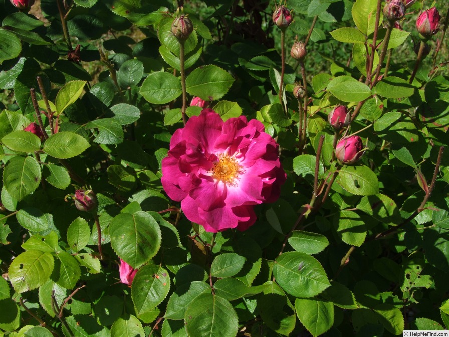 'Gui d'Arezzo' rose, click to enlarge 'Gui d'Arezzo' rose photo