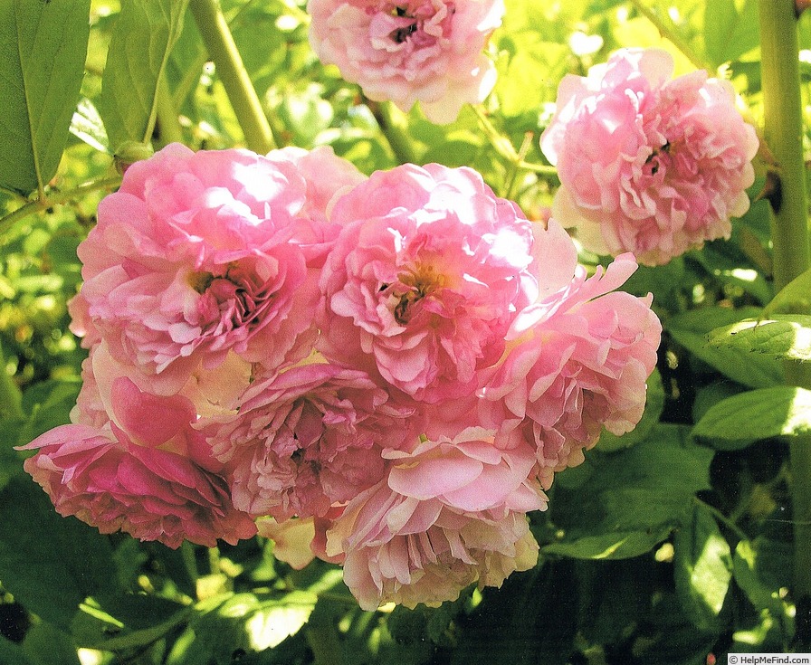 'Guillaume d'Amiens' rose, click to enlarge 'Guillaume d'Amiens' rose photo