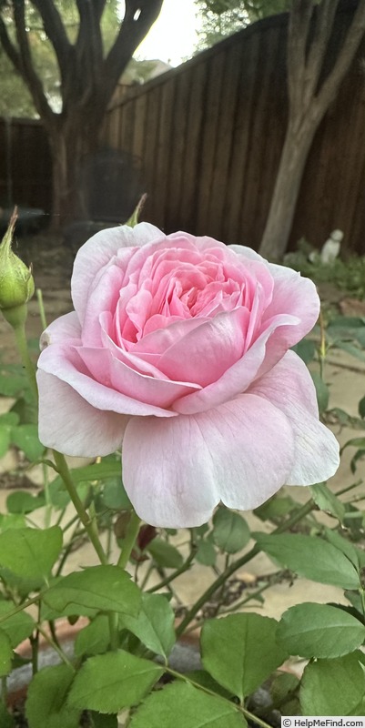 'Rockwall Sesquicentennial' rose, click to enlarge 'Rockwall Sesquicentennial' rose photo