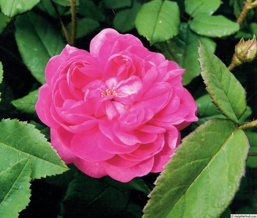 'Guillaume de Lorris' rose, click to enlarge 'Guillaume de Lorris' rose photo