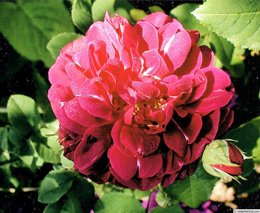 'Guillaume de Machaut' rose, click to enlarge 'Guillaume de Machaut' rose photo
