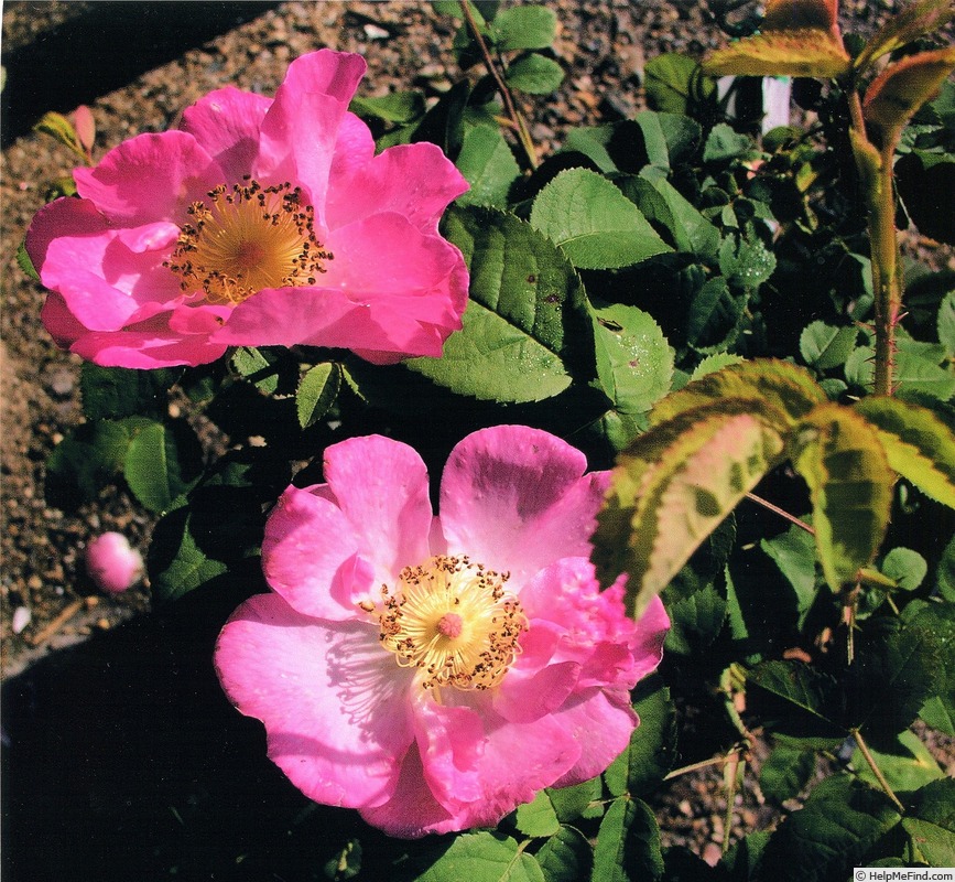 'Guillaume de Madrant' rose photo