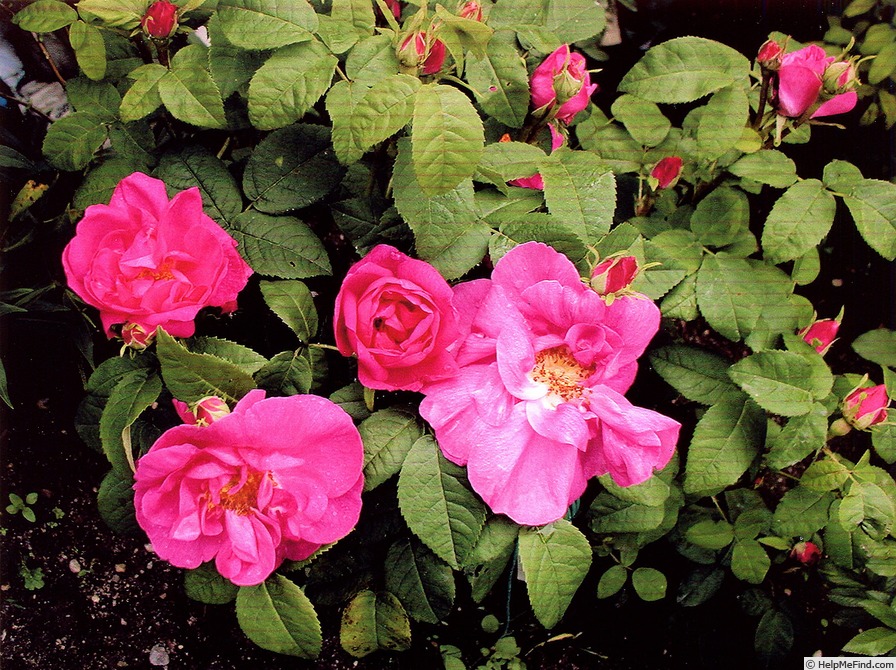 'Guillaume du Manoir' rose photo