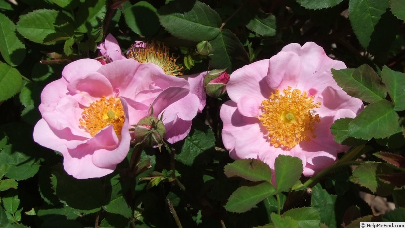 'Hector Léveillé' rose, click to enlarge 'Hector Léveillé' rose photo