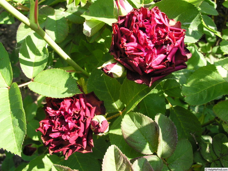 'Henri de la Trémoille' rose, click to enlarge 'Henri de la Trémoille' rose photo