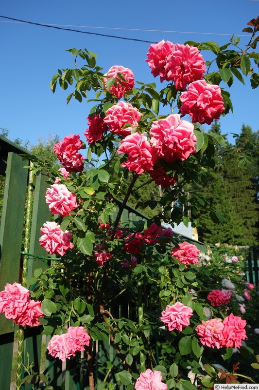 'Wymondham Abbey' rose photo