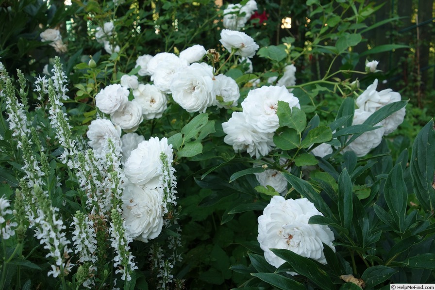 'Griselis' rose photo