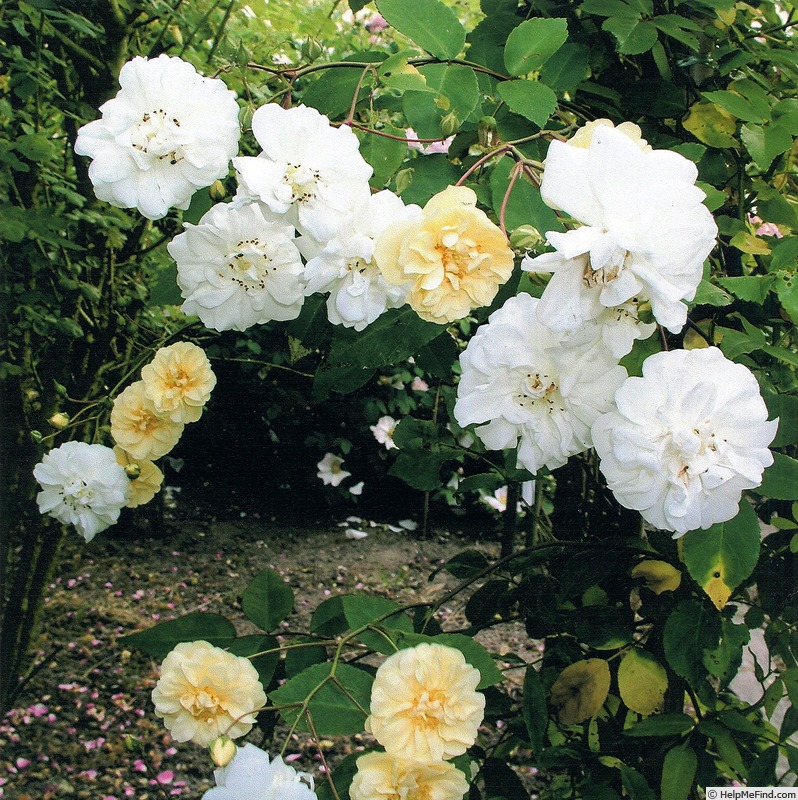 'India de Fanjeaux' rose photo