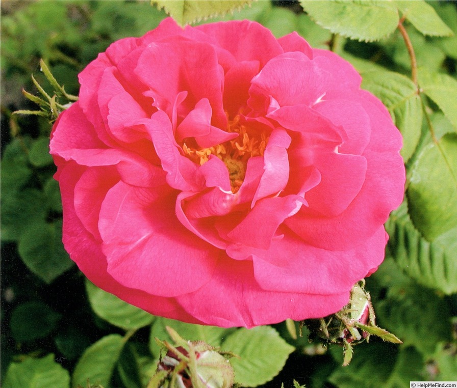 'Isabelle d'Este' rose photo