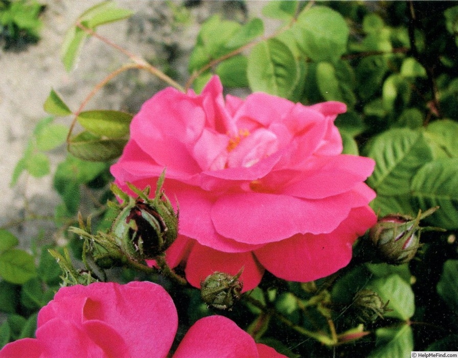 'Isabelle d'Este' rose photo