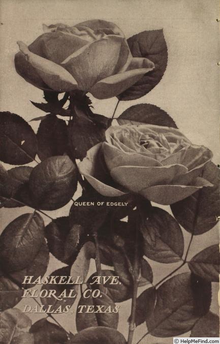 'Queen of Edgely' rose, click to enlarge 'Queen of Edgely' rose photo