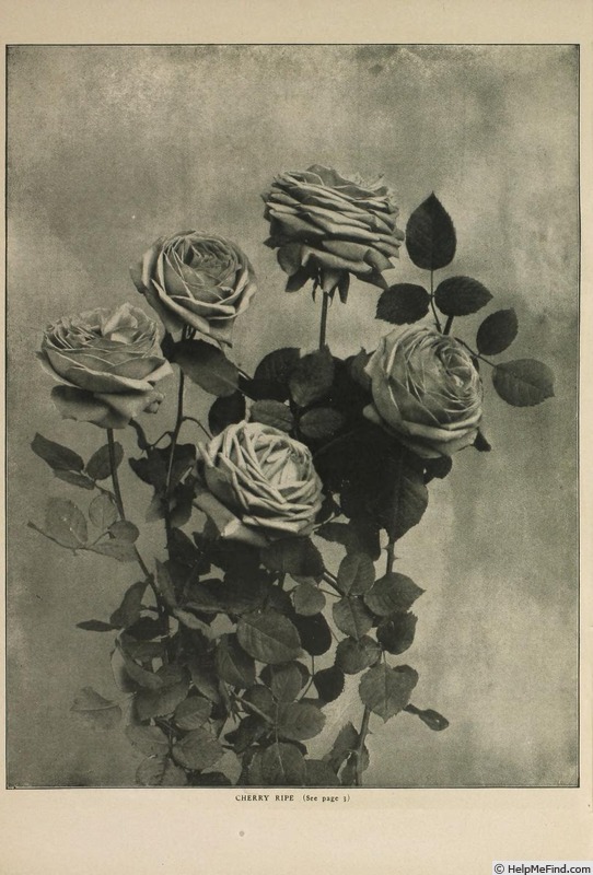 'Cherry Ripe (hybrid tea, Paul, 1905)' rose photo