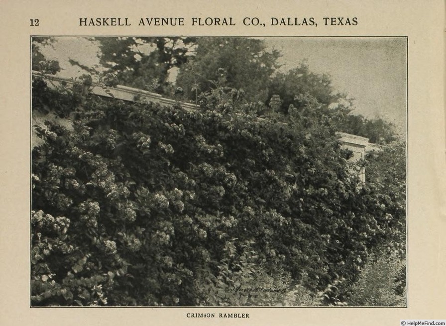 'Crimson Rambler' rose photo