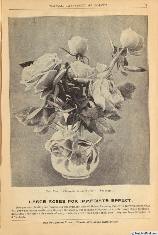 'Champion of the World' rose photo