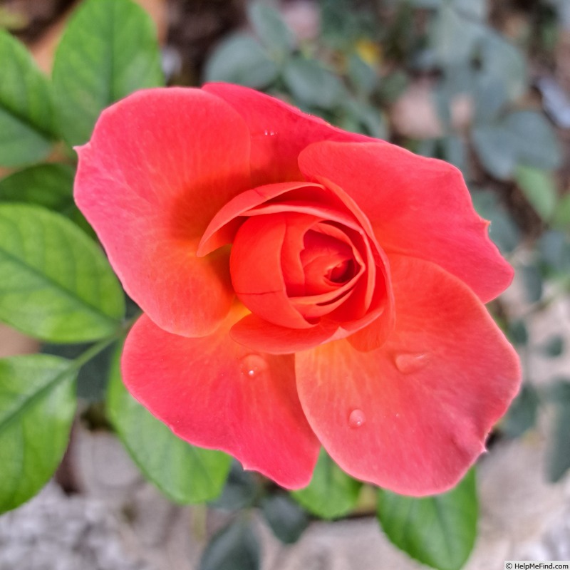 'Sugar Candy Rose ®' rose photo
