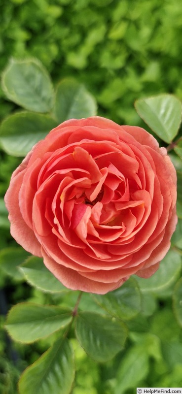 'Park Abbey Rose ®' rose photo
