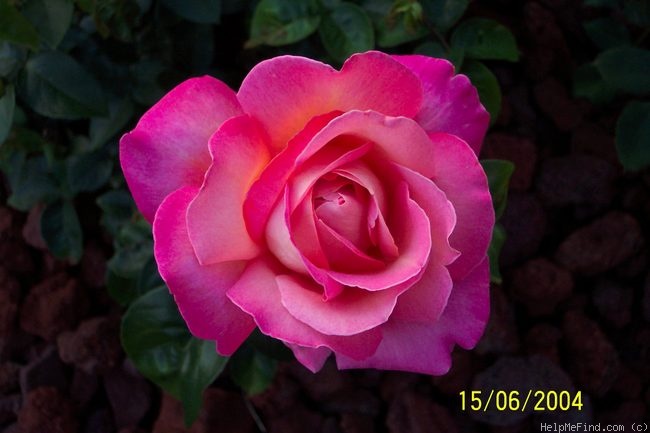 'Chicago Peace' rose photo