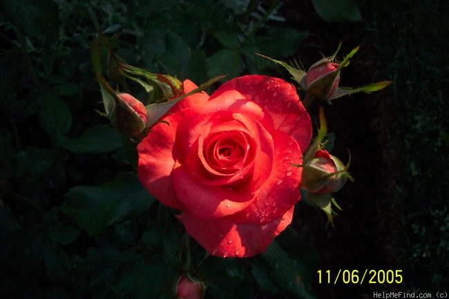'First Edition' rose photo