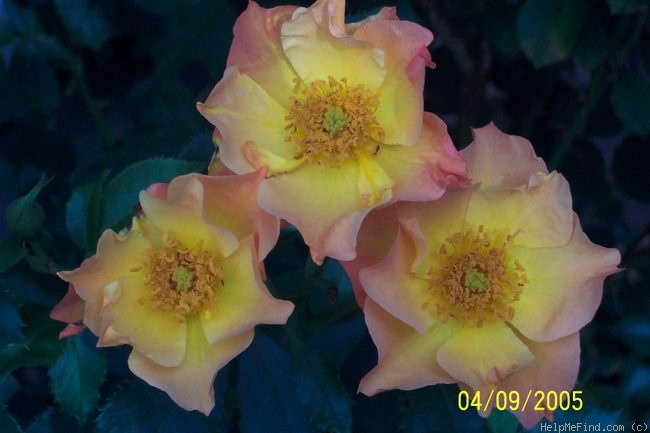 'Morden Sunrise (Shrub, Collicutt, 1991)' rose photo