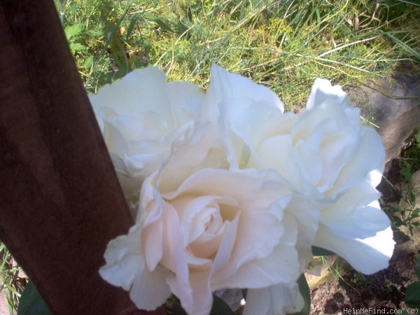 'White Cloud (climber, Kordes 1985)' rose photo