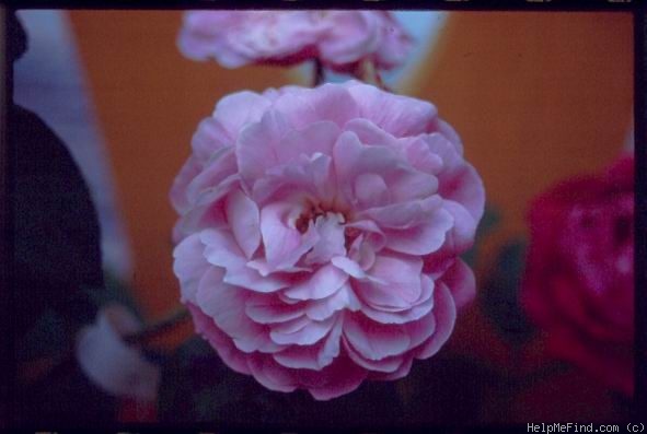 'Great Western (hybrid bourbon, Laffay 1838)' rose photo